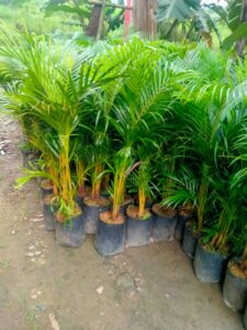 Supplier Palem Kuning Purworejo Siap Kirim ke Seluruh Indonesia