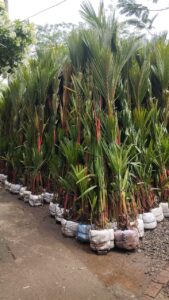 Palem Merah Super Berkualitas Tinggi untuk Kebutuhan Lanskap Profesional