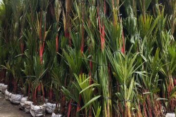 Palem Merah Super Berkualitas Tinggi untuk Kebutuhan Lanskap Profesional