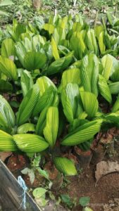 Supplier Palem Kipas / Palem Kol Purworejo Siap Kirim ke Seluruh Indonesia