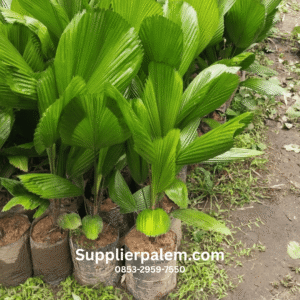 Supplier Palem Kol / Kipas Bali Terpercaya – Penyedia Palem Kipas Berkualitas Siap Kirim