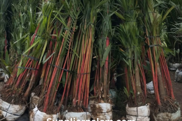 kebun-supplier-palem-merah-bali.jpg