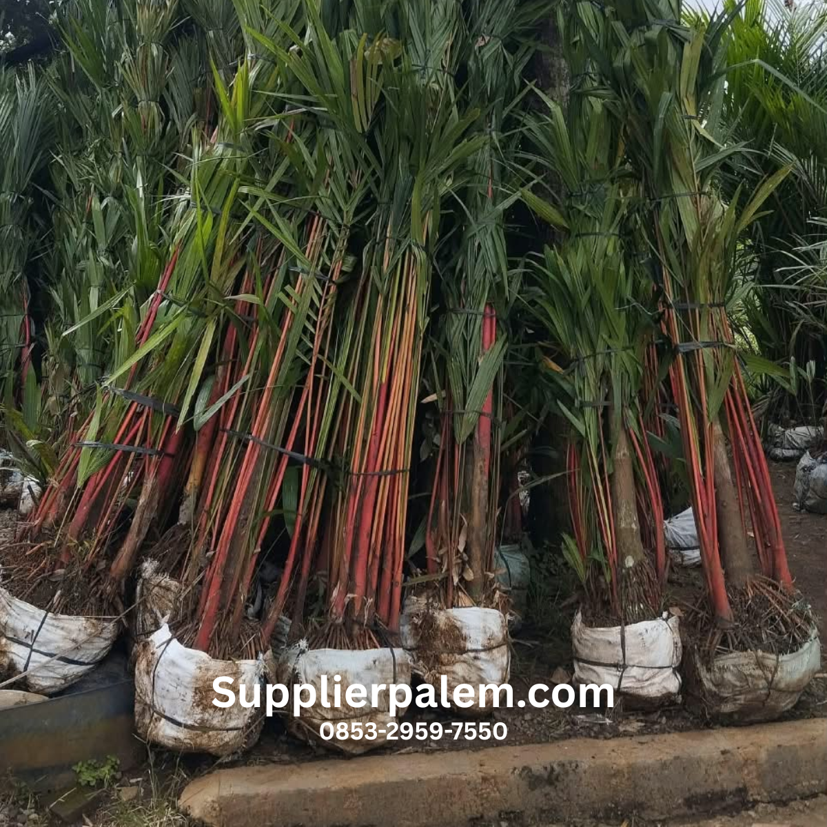 kebun-supplier-palem-merah-bali.jpg