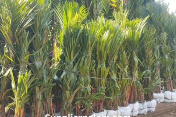 Panduan Ukuran dan Estimasi Harga Palem Merah di Bali